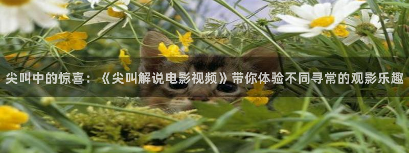 青苹果影视剧4080：尖叫中的惊喜：《尖叫解说电影视频》带你体验不同寻常的观影乐趣